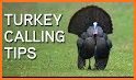 Turkey Hunting Calls - Hunting sounds related image