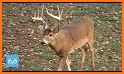 Archery Deer Hunting 2019 related image