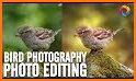 Bird Photo Editor related image