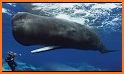 The Sperm Whale related image