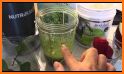 Nutribullet Smoothie Recipes For Weight Loss related image