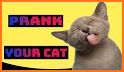 Cartoon Cat Sound Prank related image